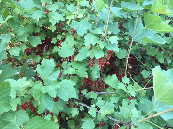 Röda vinbärssylt - recept för vintern