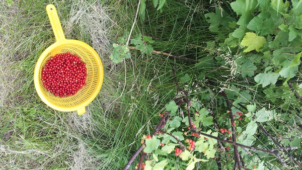 Röda vinbärssylt - recept för vintern