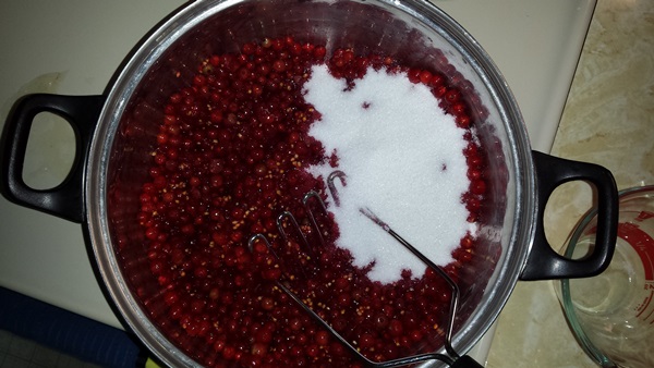 Röda vinbärssylt - recept för vintern
