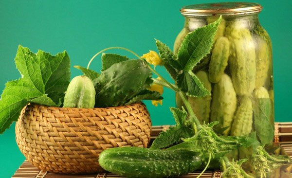 Crispy gurkor för vintern - syltad, utan vinäger, utan sterilisering. De bästa enkla recepten med fotografier av krispiga gurkor i burkar med vodka