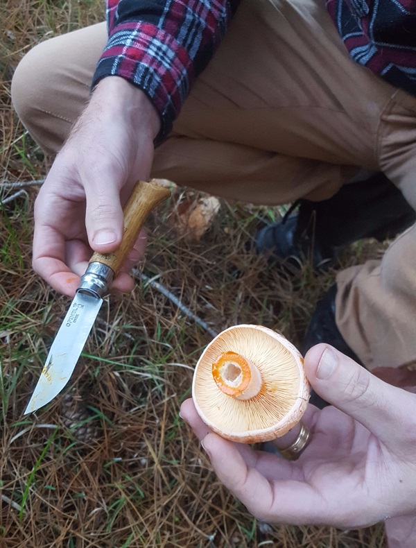 Så att pissa svampar