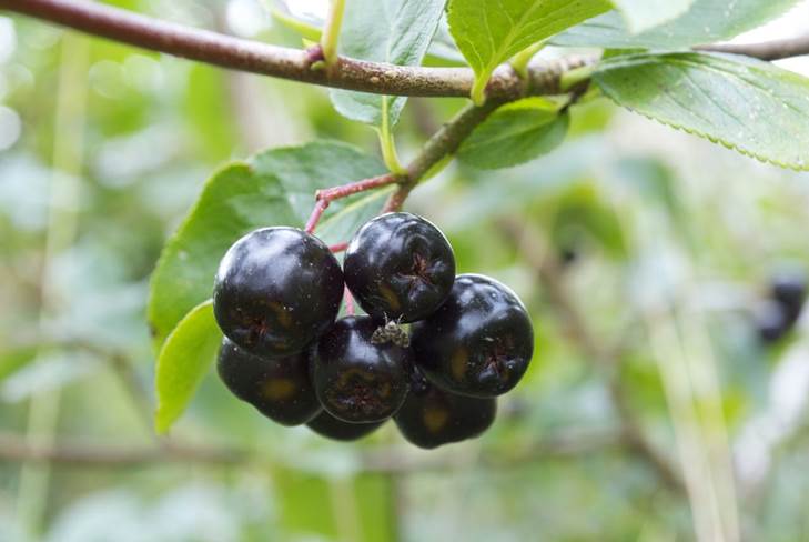 Hur man gör hemlagat vin från chokeberry hemma 