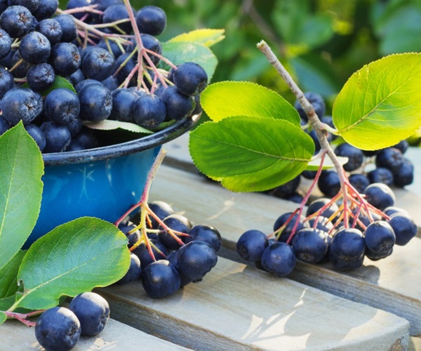 Komposit från chokeberry ashberry
