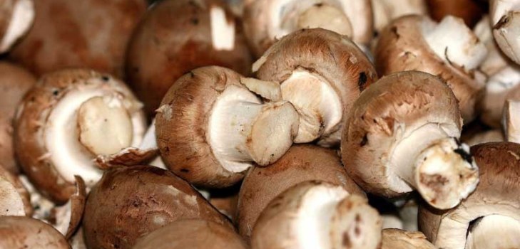 många mushrooms