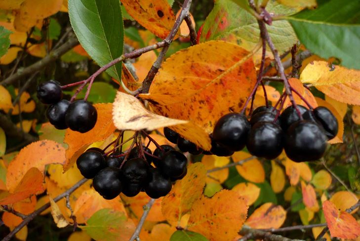 Användbara ämnen för vintern: sirap från chokeberry ashberry