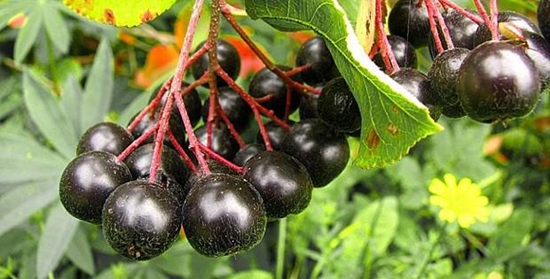 Användbara ämnen för vintern: sirap från chokeberry ashberry