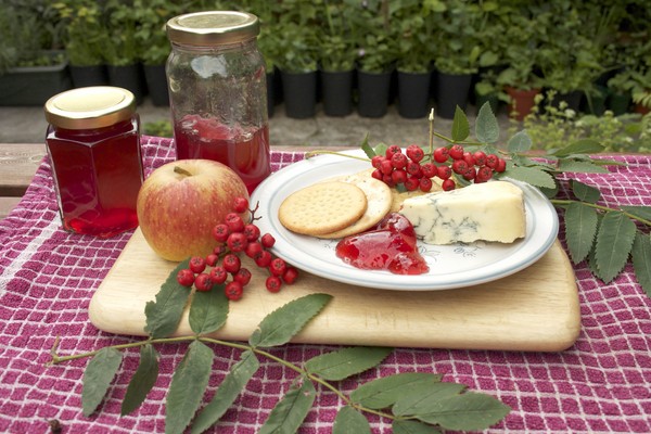 Rowan för vintern: recept för rätter från den vanliga röda och svarta chokeberry