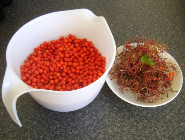Rowan för vintern: recept för rätter från den vanliga röda och svarta chokeberry
