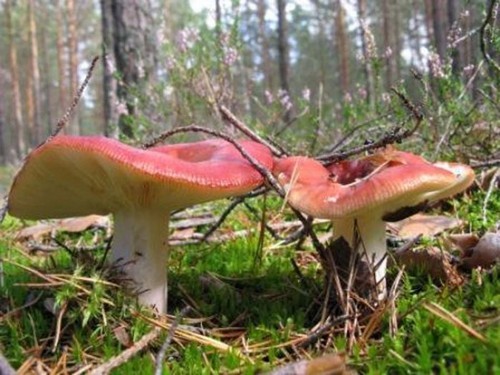 Rosiner för vintern: läckra och enkla matlagningsrecept