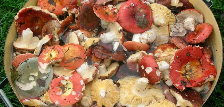 Råg: enkla och läckra matlagningsrecept