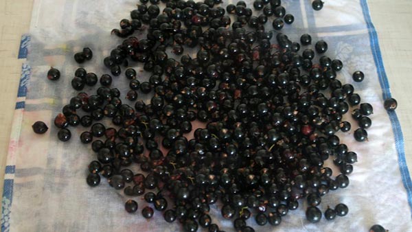 Vin med socker för vintern utan att laga mat, Pyatiminutka, frusen. Currant recept, riven med socker för vinter (utan kylskåp)