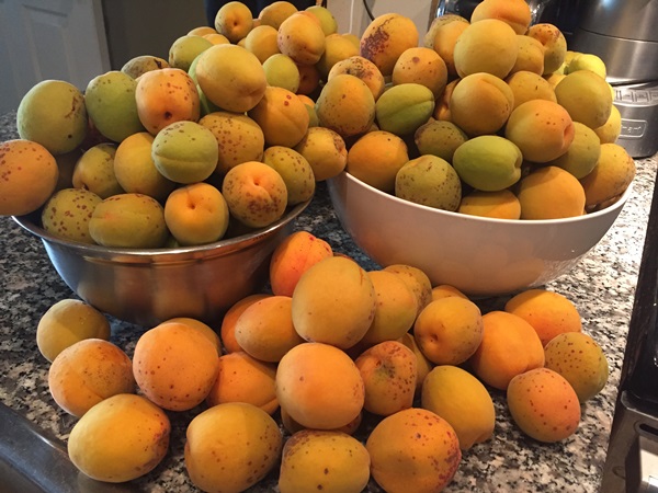 Aprikos sylt - kungligt recept