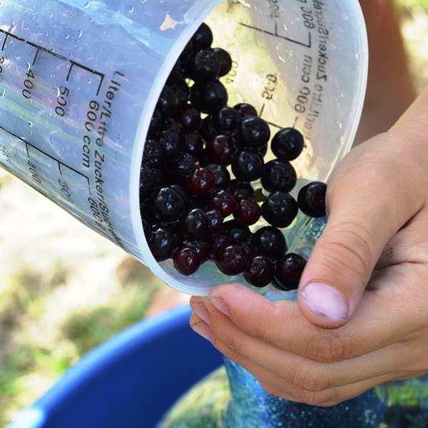 Jam från svart chokeberry