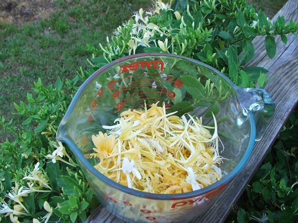 Honeysuckle sylt
