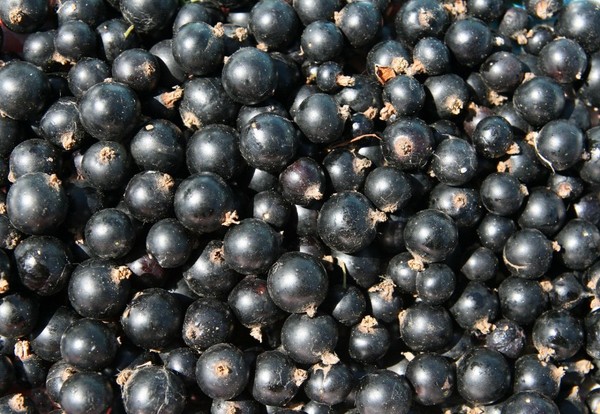 Vin från vinbäret i hemmet - svart, vitt, rött, utan jäst och med dem. Enkla och traditionella recept av vinbär med vinbär