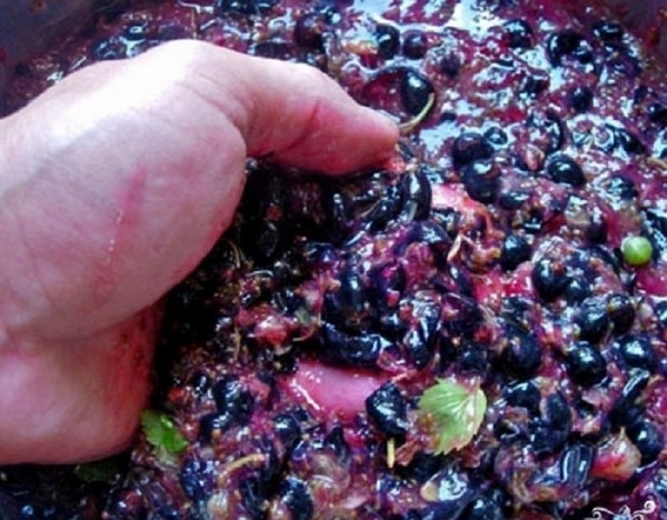 Vin från vinbäret i hemmet - svart, vitt, rött, utan jäst och med dem. Enkla och traditionella recept av vinbär med vinbär