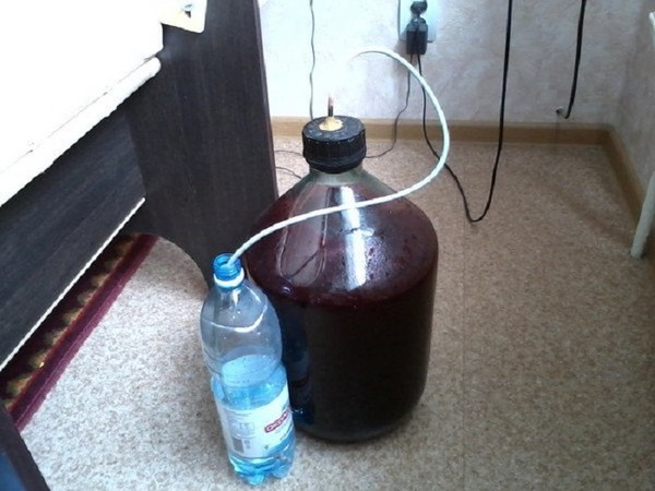Vin från vinbäret i hemmet - svart, vitt, rött, utan jäst och med dem. Enkla och traditionella recept av vinbär med vinbär