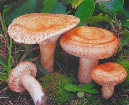 Volnushki: recept och foton