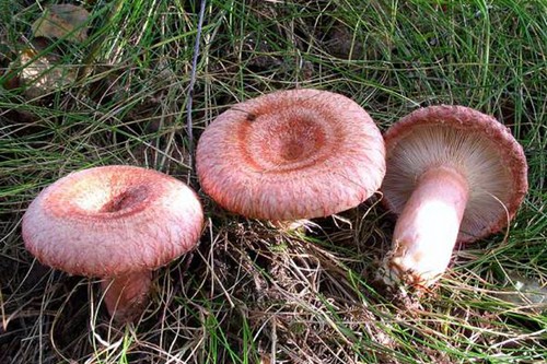 Volnushki: recept och foton