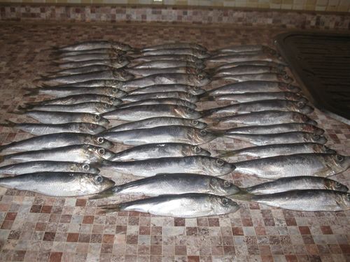 Hem konserverad fisk