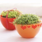 Blommor i inredningen av lägenheten Blommor i inredningen av lägenheten