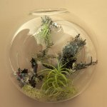 Florarium: Den ursprungliga inredningen av ditt interiör Florarium: Den ursprungliga inredningen av ditt interiör