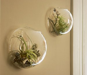 Florarium: Den ursprungliga inredningen av ditt interiör Florarium: Den ursprungliga inredningen av ditt interiör