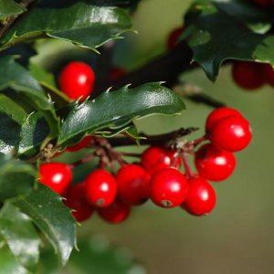 Juldekorationer hemma