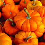 Varför är pumpa användbar? Varför är pumpa användbar?