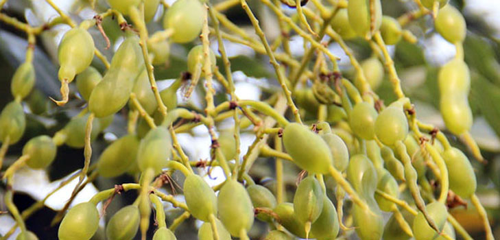 Vad är japansk sophora? Dess medicinska egenskaper och tillämpning