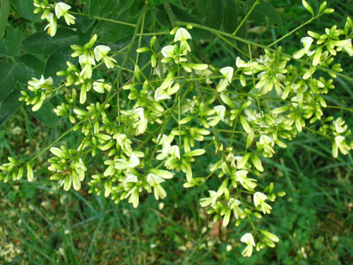Vad är japansk sophora? Dess medicinska egenskaper och tillämpning