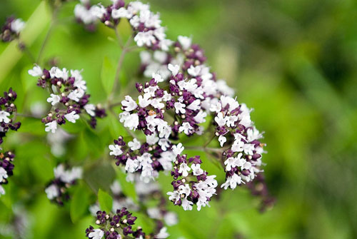 Oregano, dess medicinska egenskaper och applicering