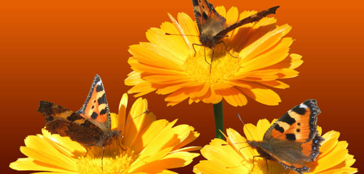 Calendula (ringblomma): medicinska egenskaper, tillämpning inom folkmedicin