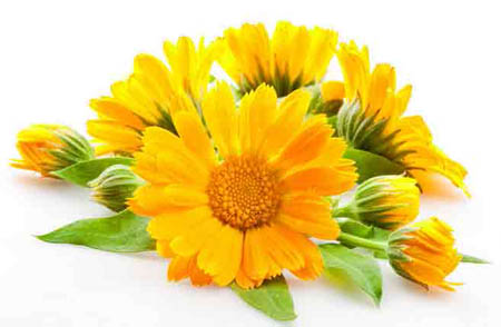 Calendula (ringblomma): medicinska egenskaper, tillämpning inom folkmedicin
