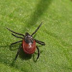 Tick ​​borreliosis