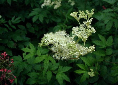 Labaznik (tavolga): medicinska egenskaper, recept, foton
