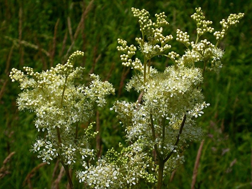 Labaznik (tavolga): medicinska egenskaper, recept, foton