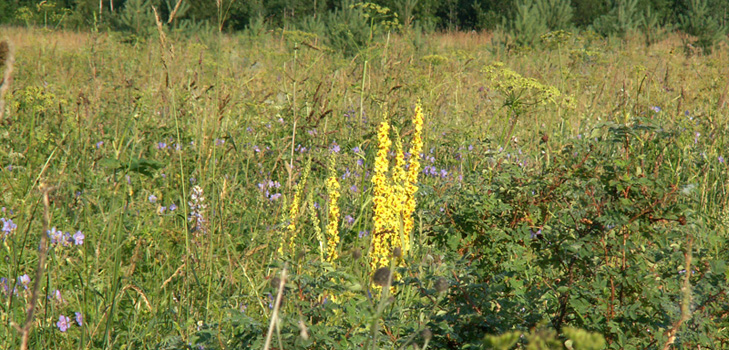 Läkemedel, foto av mullein. Recept av traditionell medicin