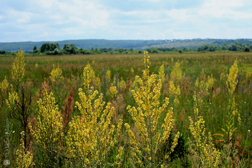 Läkemedel, foto av mullein. Recept av traditionell medicin