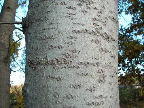 Apenbarkens helande egenskaper