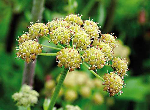 Lubistok: medicinska egenskaper, foton, recept