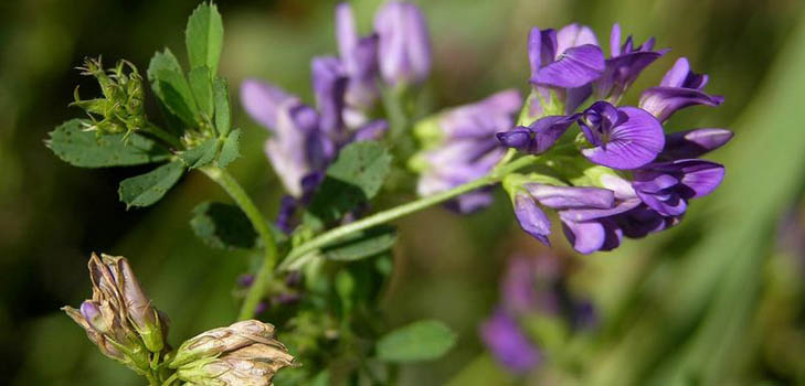 Lucerne: användbara egenskaper, foton, recept