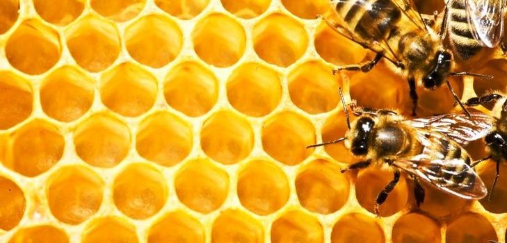 Tinktur av propolis - ett helande medel