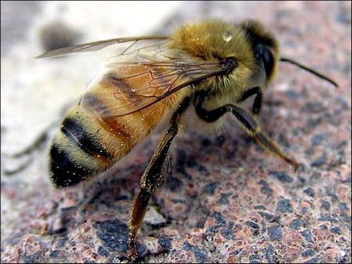 Tinktur av propolis - ett helande medel