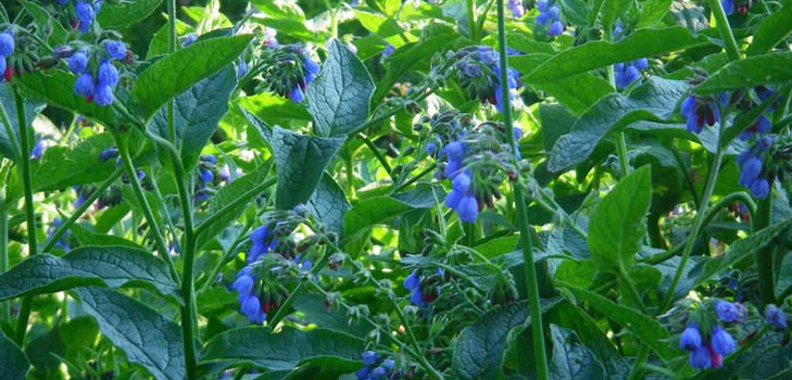 Comfrey officinalis: applikation och medicinska egenskaper hos comfrey