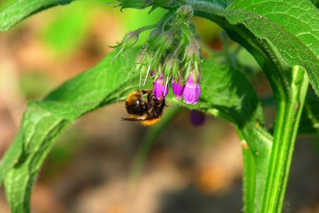 Comfrey officinalis: applikation och medicinska egenskaper hos comfrey