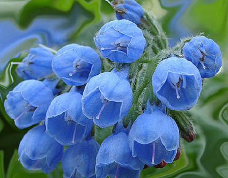 Comfrey officinalis: applikation och medicinska egenskaper hos comfrey
