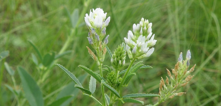 Fenugreek - vad är det? Användbara egenskaper fenugreek (med foto)