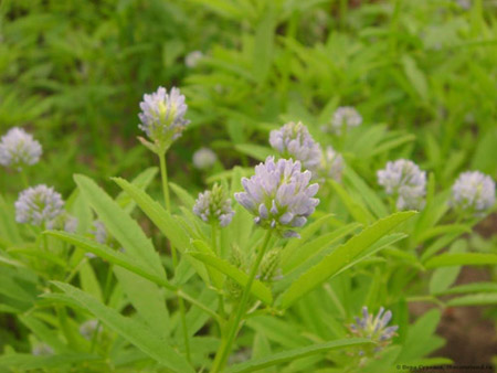 Fenugreek - vad är det? Användbara egenskaper fenugreek (med foto)