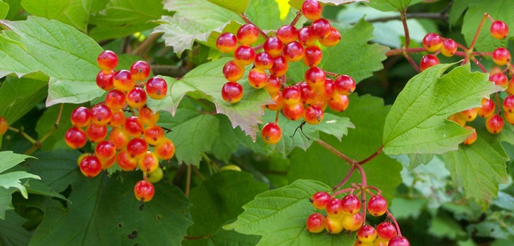 Användbara egenskaper hos viburnum